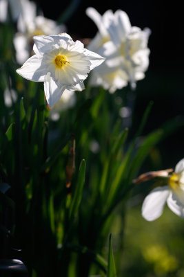 20170406 - Daffs Again