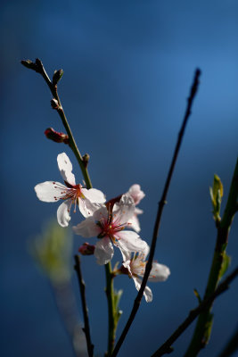 20170407 - Blossoming