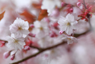 20170411 - More Blossom