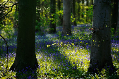 20170504 - Bluebells and Wild Garlic