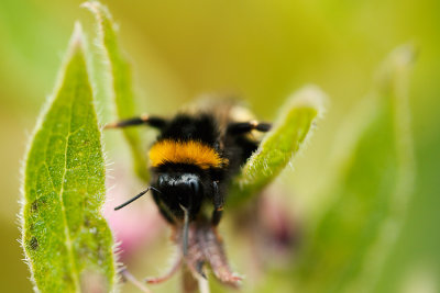 20170623 - Bee