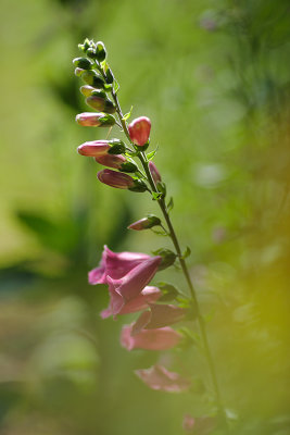 20170626 - Foxglove