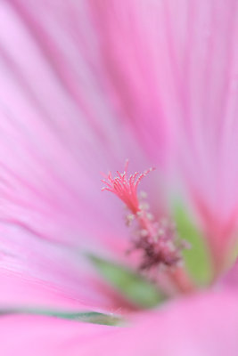 20170704 - Pollen