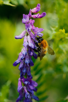 20170707 - Bee