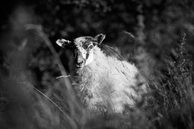 20170708 - Baa