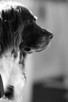 20170714 - Blurry Dog