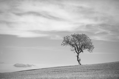 20170827 - Tree