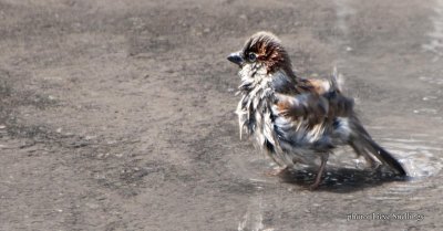 moineaux domestique - huismussen -  sparrow