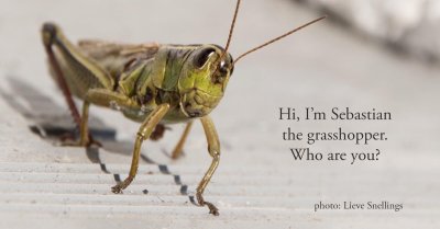 Hi I am Sebastian the grasshopper and who are you.jpg