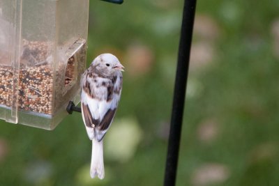 An Albino bird