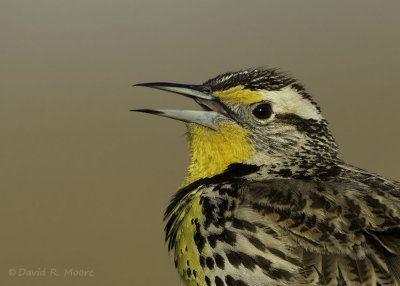 Western Meadowlark