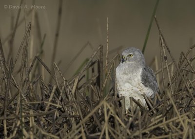 Northern Harrier (male)