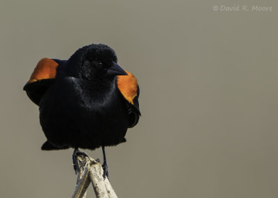 Red-winged Blackbird