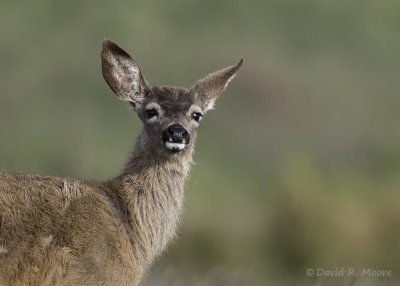 Black-tailed Deer