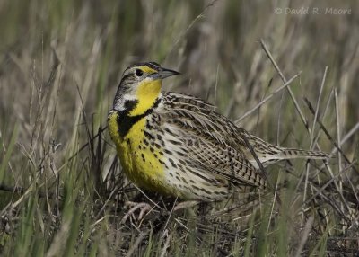 Western Meadowlark