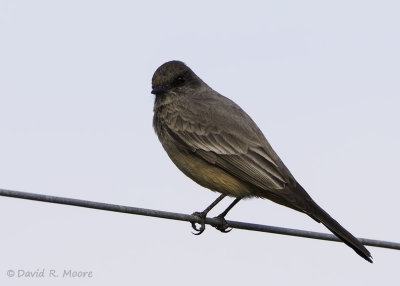 Say's Phoebe