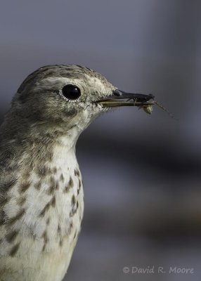 American Pipit