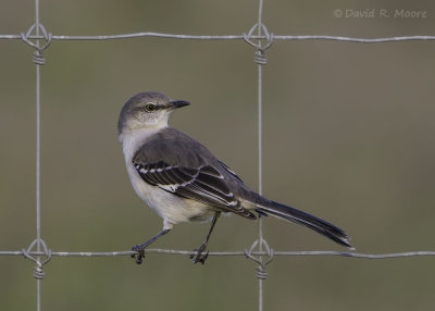 Northern Mockingbird