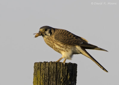 American Kestrel