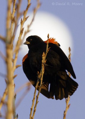 Red-winged Blackbird