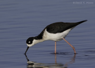 Black-necked Stilt