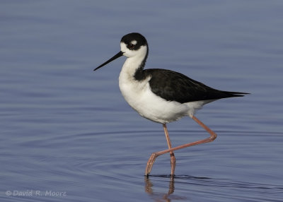 Black-necked Stilt