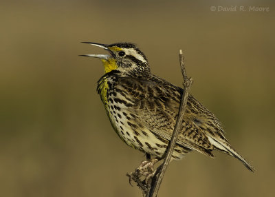 Western Meadowlark