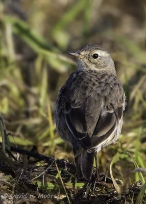 American Pipit