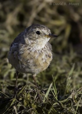 American Pipit