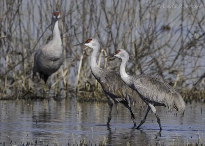 Sandhill Cranes