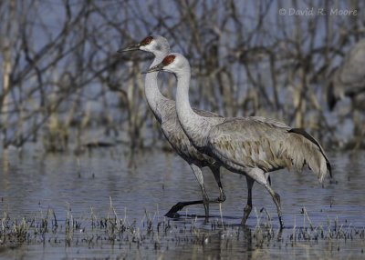 Sandhill Cranes