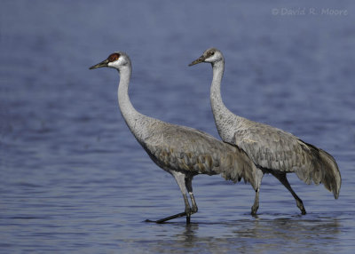 Sandhill Cranes