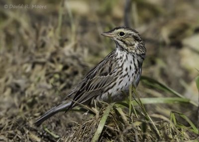 Savannah Sparrow