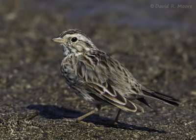 Savannah Sparrow