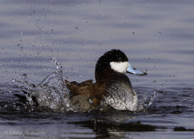 Ruddy Duck