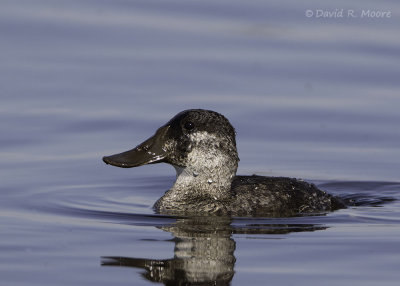 Ruddy Duck