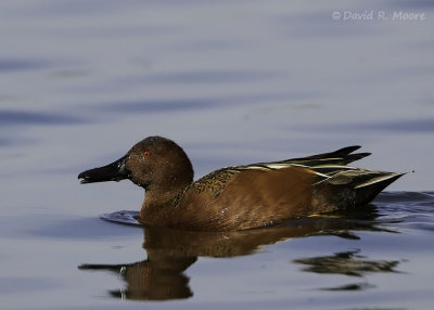 Cinnamon Teal