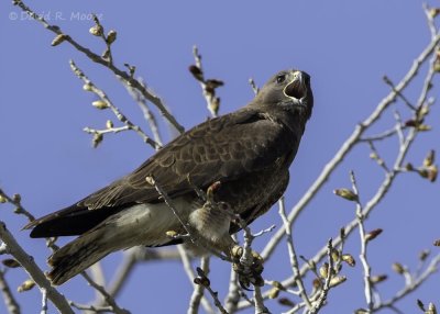 Red-tailed Hawk