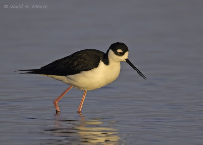 Black-necked Stilt