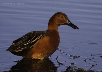 Cinnamon Teal