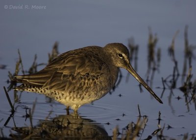 Short-billed Dowitcher