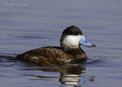 Ruddy Duck