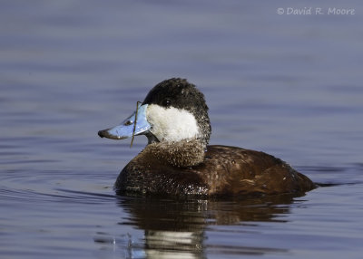 Ruddy Duck