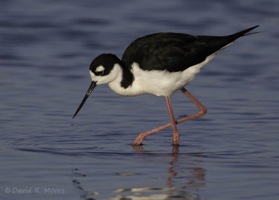 Black-necked Stilt