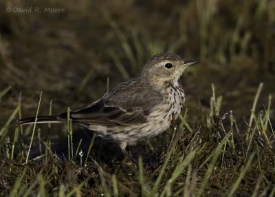 American Pipit