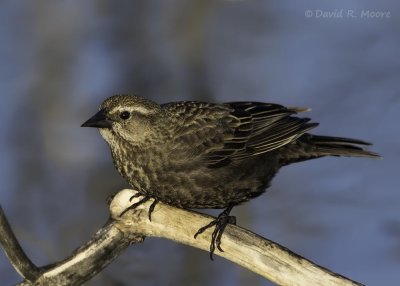 Red-winged Blackbird