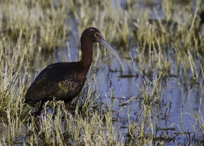 White-faced Ibis