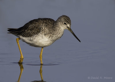 Greater Yellowlegs