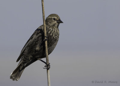 Red-winged Blackbird