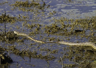 Gopher snake